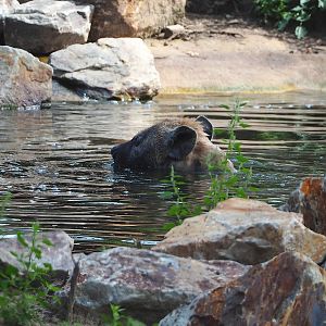 Spotted hyena (Crocuta crocuta) in the pond, 2023-08-15