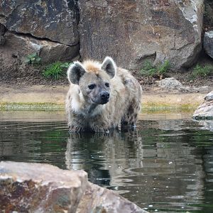 Spotted hyena (Crocuta crocuta) in the pond, 2023-08-15
