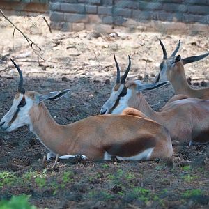 Springbok (Antidorcas marsupialis), 2023-08-15