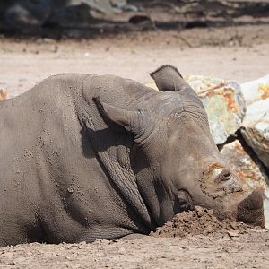 Southern white rhinoceros (Ceratotherium simum simum), 2023-08-15