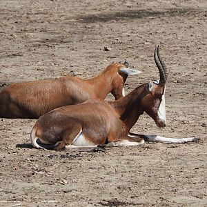 Blesbok (Damaliscus pygargus phillipsi), 2023-08-15