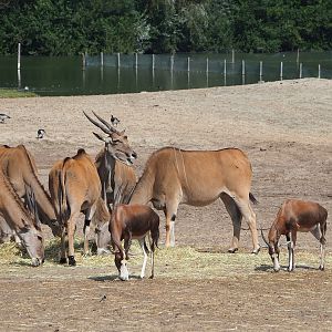 Common eland (Taurotragus oryx) and Blesbok (Damaliscus pygargus phillipsi), 2023-08-15