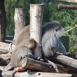 Hamadryas baboons (Papio hamadryas), 2023-08-15
