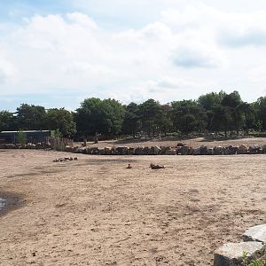 Southern white rhinoceros barn and Southern white rhinoceros separation exhibit, 2023-08-15