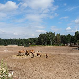 Southern white rhinoceros plains seen from new walkway, 2023-08-15