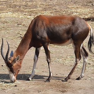 Blesbok (Damaliscus pygargus phillipsi), 2023-08-15