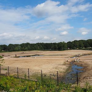 Southern white rhinoceros plains, 2023-08-15