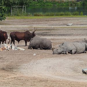 Ankole-Watusi cattle (Bos taurus indicus X B.t. taurus) and Southern white rhinoceroses (Ceratotherium simum simum), 2023-08-15