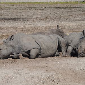Southern white rhinoceroses (Ceratotherium simum simum), 2023-08-15