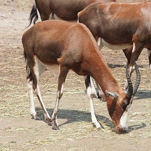 Blesbok (Damaliscus pygargus phillipsi), 2023-08-15