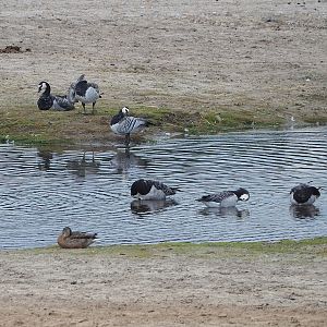 Wild Barnacle geese (Branta leucopsis), 2023-08-15