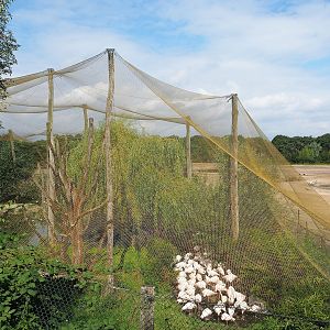 Greater flamingo, Black crowned crane, Hamerkop and Hadada ibis aviary, 2023-08-15