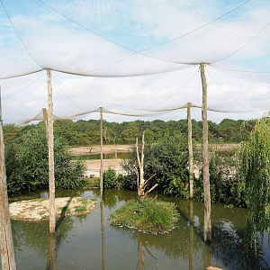 Greater flamingo, Black crowned crane, Hamerkop and Hadada ibis aviary, 2023-08-15