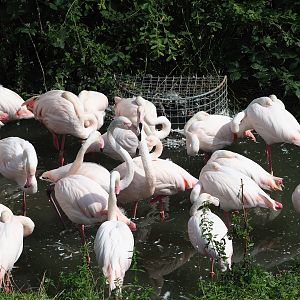 Greater flamingos (Phoenicopterus roseus), 2023-08-15