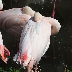 Greater flamingo (Phoenicopterus roseus), 2023-08-15