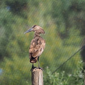 Hamerkop (Scopus umbretta), 2023-08-15