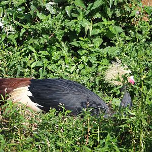 Western black crowned crane (Balearica pavonina pavonina), 2023-08-15