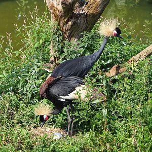 Western black crowned crane (Balearica pavonina pavonina), 2023-08-15