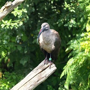 Hadada ibis (Bostrychia hagedash), 2023-08-15