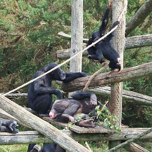 Chimpanzees (Pan troglodytes), 2023-08-15