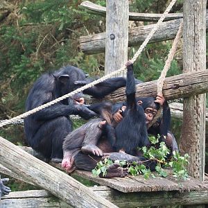 Chimpanzees (Pan troglodytes), 2023-08-15