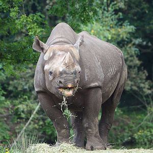 Eastern black rhinoceros (Diceros bicornis michaeli), 2023-08-15