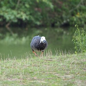 Feral Barnacle goose - Emperor goose hybrid (Branta leucopsis X Anser canagicus), 2023-08-15