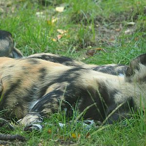African wild dog (Lycaon pictus), 2023-08-15