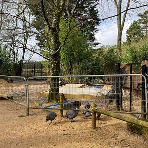 Old second Anteater house demolished and new foundations laid, CWP, UK