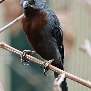 Chestnut-bellied seedeater (Sporophila castaneiventris)