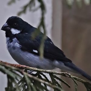 Lesson's seedeater (Sporophila bouvronides)