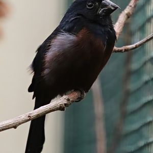 Chestnut-bellied seed finch (Sporophila angolensis)