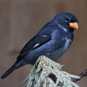 Slate-coloured seedeater (Sporophila schistacea)