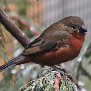 Ruddy-breasted seedeater (Sporophila minuta)