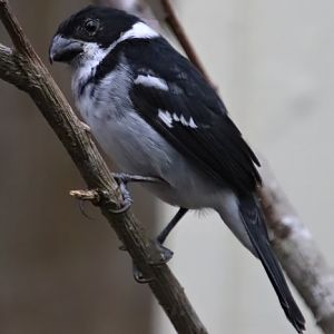 Wing-barred seedeater (Sporophila americana)