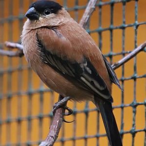 Copper seedeater (Sporophila bouvreuil)