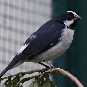 Lined seedeater (Sporophila lineola)