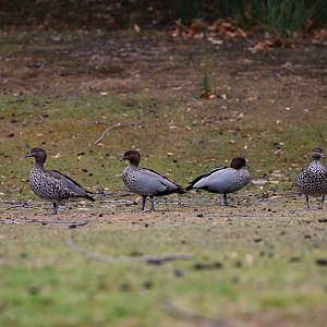 Australian Wood Ducks