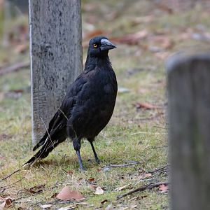 Black Currawong
