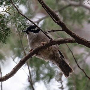 Strong-billed Honeyeater