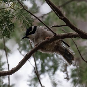 Strong-billed Honeyeater