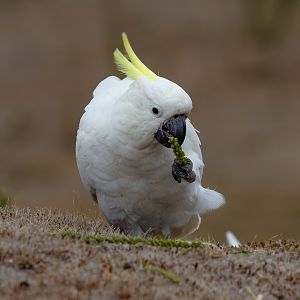 Sulphur-crested Cockatoo