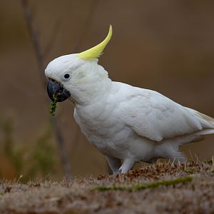 Sulphur-crested Cockatoo