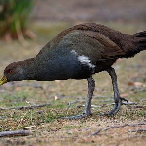 Tasmanian Native Hen
