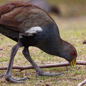 Tasmanian Native Hen