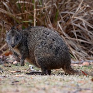 Tasmanian Pademelon