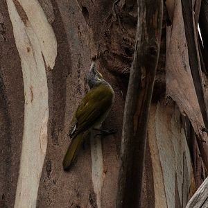Yellow-throated Honeyeater