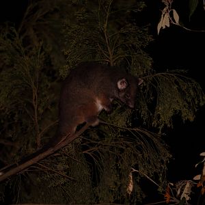 Common Ringtail Possum