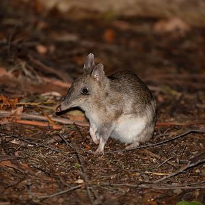 Eastern Barred Bandicoot
