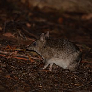Eastern Barred Bandicoot